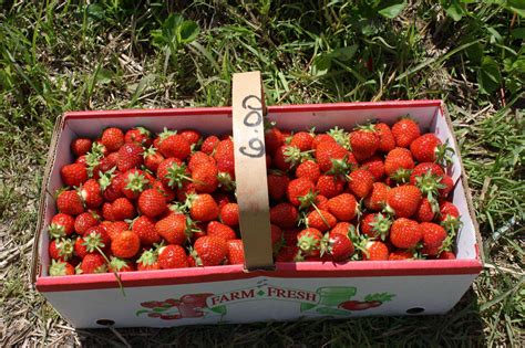 US Local Produce 的图像结果