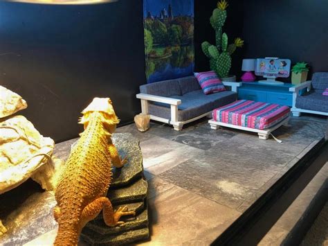 50 Best Bearded Dragon Enclosure Ideas - ThePetEnthusiast