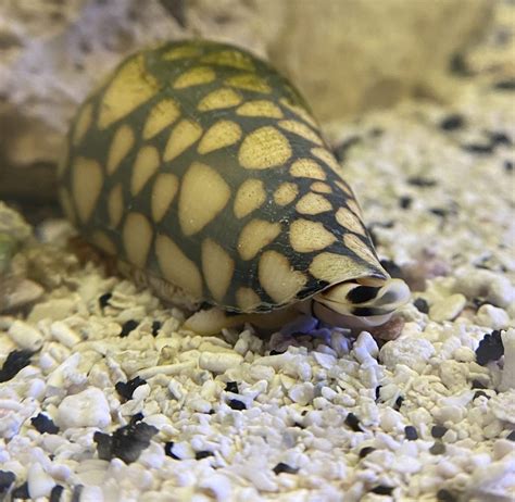 Cone Snail Hawaii