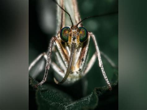 Scientists design new drug compound to stop malaria in its tracks