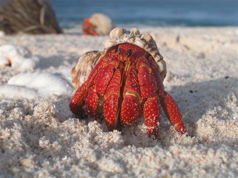 Free picture: hermit, crab, emerges, shell