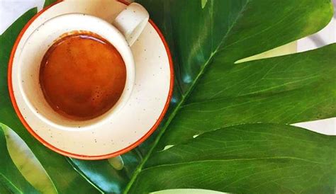 Kaffa Cerrado | WhatsHot Delhi Ncr