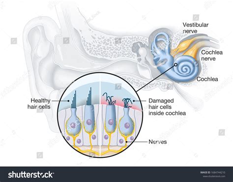 52 Cochlea Hair Cells Images, Stock Photos & Vectors | Shutterstock
