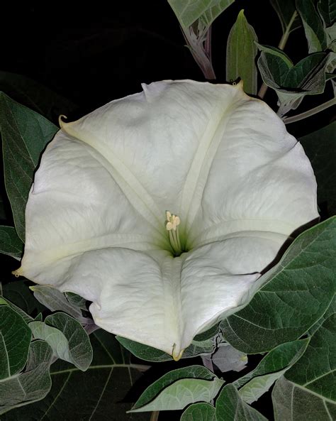 Datura Wrightii