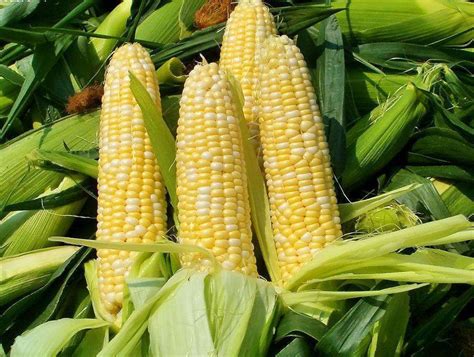 2020年中国玉米行业市场现状及发展前景分析 全年市场消费量将增长至2.9亿吨左右_前瞻趋势 - 前瞻产业研究院