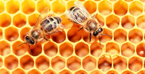 Scientists Say Bees Can Feel Happiness—and It’s Contagious