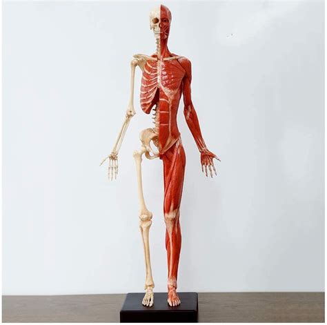 Amazon.com: Body Model Human Anatomy Figure Mannequin Drawing Figures - 23 Inch/60Cm Female ...
