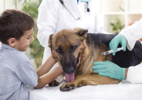 What Are The Side Effects Of Rabies Vaccine In Dogs