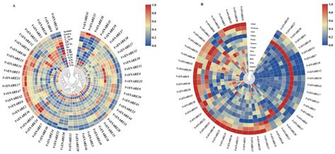 Molecular Evolution of SNAREs in Vitis vinifera and Expression Analysis ...