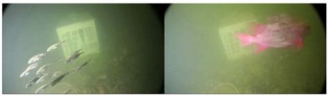Lightweight Underwater Object Detection Based on YOLO v4 and Multi ...