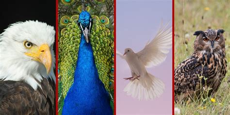 Image result for Disc Profiles Explained