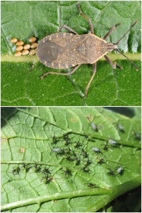 What Can I Spray On Zucchini Plants For Bugs at Cody Jeffrey blog