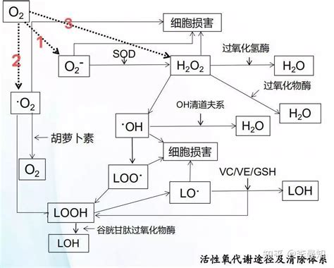 活性氧 ROS 清除剂和核苷与疾病的关系_生物器材网