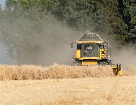 Roggen: Kleinste Ernte treibt Preise auf 5-Jahreshoch | agrarheute.com