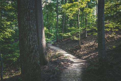 Building Connections: Hikes Inspired by the Work of Robin Wall Kimmerer at Palmer Woods - The ...