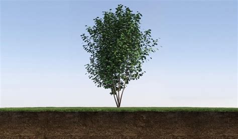Tree on the grass and a slice of soil under it, 3d render | Premium Photo