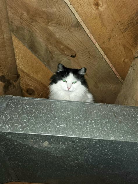 My cat is evil : r/cats