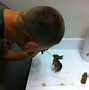 Image result for Orphaned Baby Rabbits