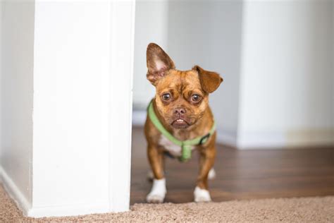 Chug Dog Breed Health and Care | PetMD