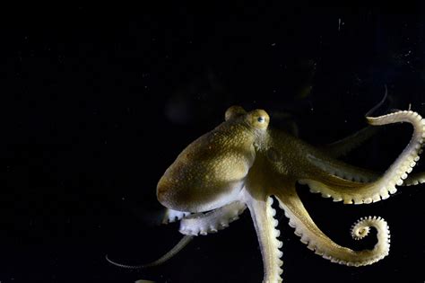 Octopuses use their arms to sense and respond to microbiomes on the seafloor - South Africa Today