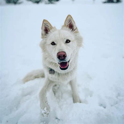 Image result for Dog training Methods