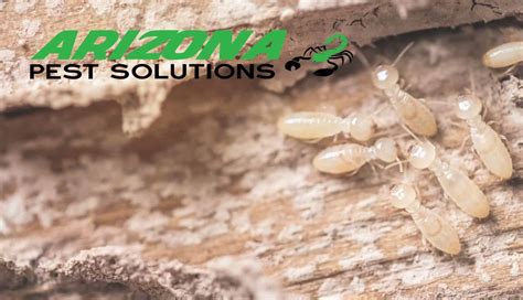 4 Types of Termites in Arizona [And How to Identify Them]
