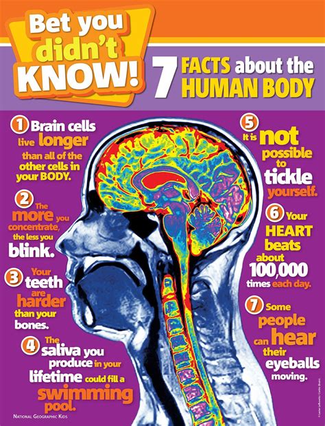 Facts About Our Body