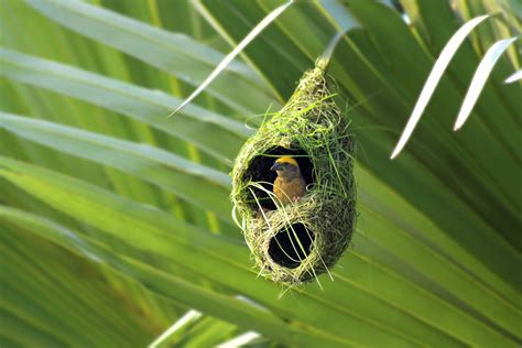Different Types Of Birds Nest Images Guide To Bird Nests: How To