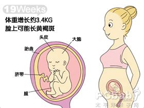 孕19周+，NT1.6，胎心144，前壁，是男宝还是女宝啊__宝宝树