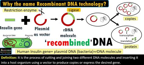 Define Recombinant 的图像结果