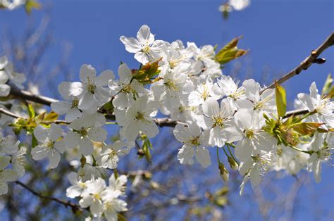 Pictures Of Spring Season Flowers
