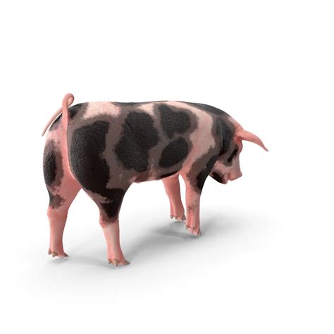Pietrain Pigs