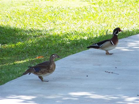 OC Birder Girl: Spring in Craig Regional Park