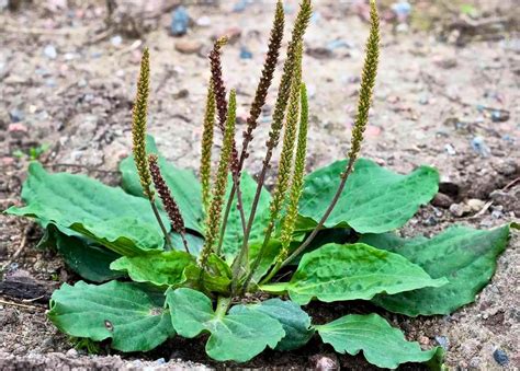 Los beneficios para la salud y usos del llantén mayor (Plantago major ...