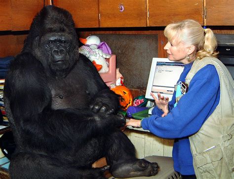 Koko, The Famous Gorilla Who Learned Sign Language & Loved Cats, Dies ...