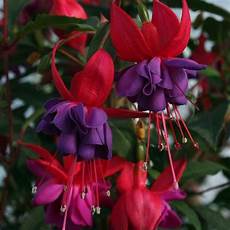 fucsia fiori fucsia pianta piante annuali caratteristiche della fucsia fucsia fiori fucsia pianta piante annuali caratteristiche della fucsia