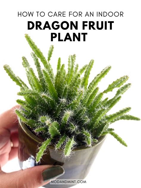 Dragon Fruit Plant Care (Hylocereus Undatus)