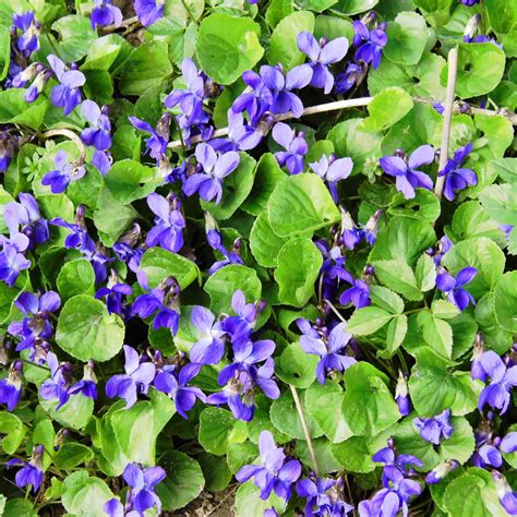 Are Violets Edible – Wild Violet Flower Uses In The Kitchen | Almanac.com
