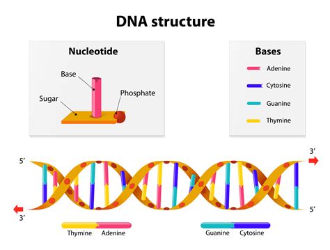 Molecular Biology Of The Cell Double Helix – Molecular Structure Of Dna – KZZTYJ