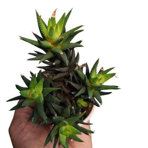 Haworthia-Resendeana Succulent Live Plant – veliyathgardens