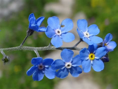 Flower Names Like Forget Me Not at Barbara Macdonald blog