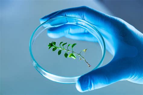 Image result for Lab-Grown Process