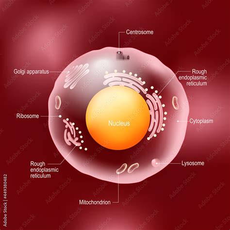 Human Body Cell Structure 的图像结果