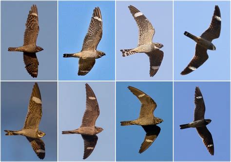 Nighthawk M2 Mobile Router Problem 的图像结果