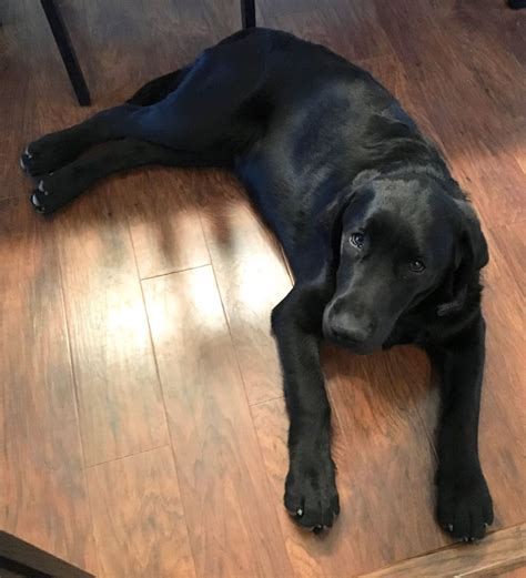 Black Lab Golden Retriever Mix