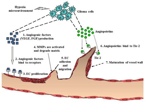 Aberrant Signaling Pathways in Glioma
