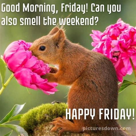 Good morning friday image squirrel smells a flower - picturesdown.com