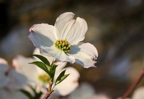 State Flowers List – 50states