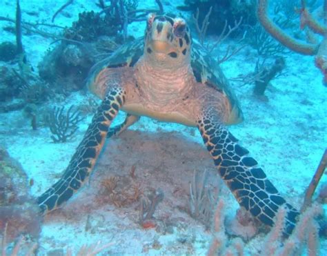 Loggerhead Turtle 的图像结果