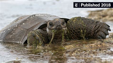 Prehistoric Giant Turtle